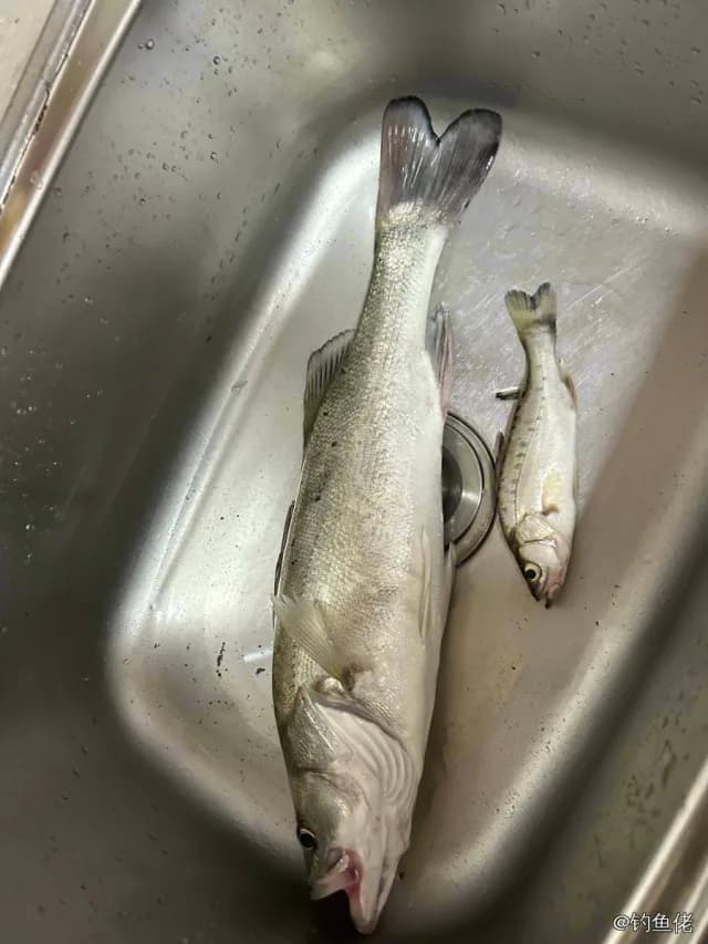 中国花鲈钓获 南通市 1.7kg