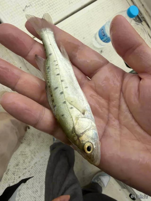 中国花鲈钓获 天津市 0.1kg