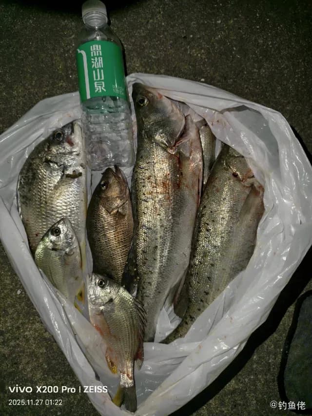 中国花鲈钓获 珠海市 1kg