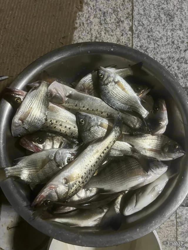中国花鲈钓获 威海市