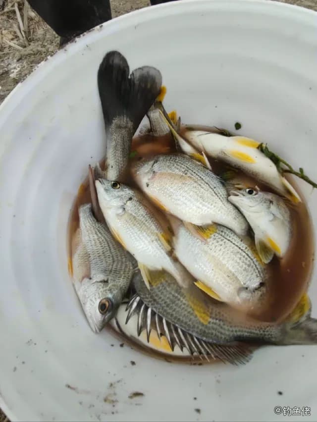 中国花鲈钓获 漳州市 4.8kg