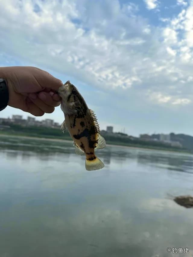 中国少鳞鳜钓获 湘西土家族苗族自治州 0.08kg