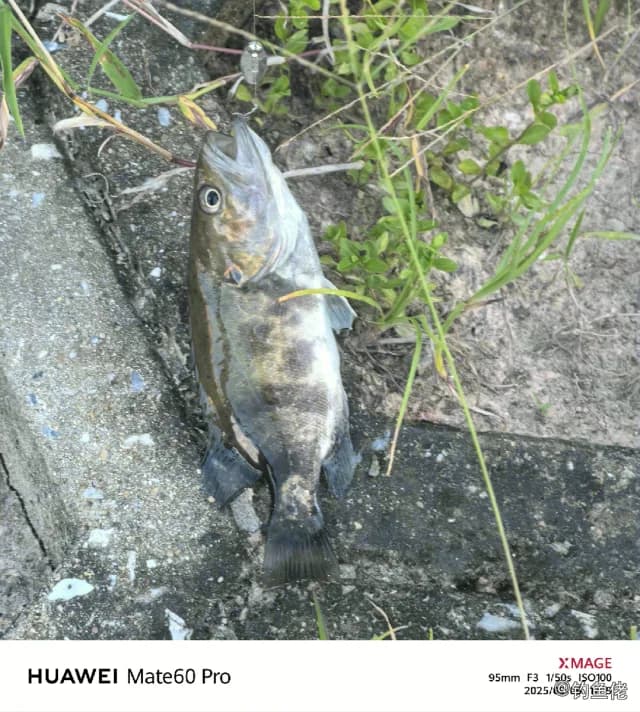 中国少鳞鳜钓获 阳江市 0.1kg