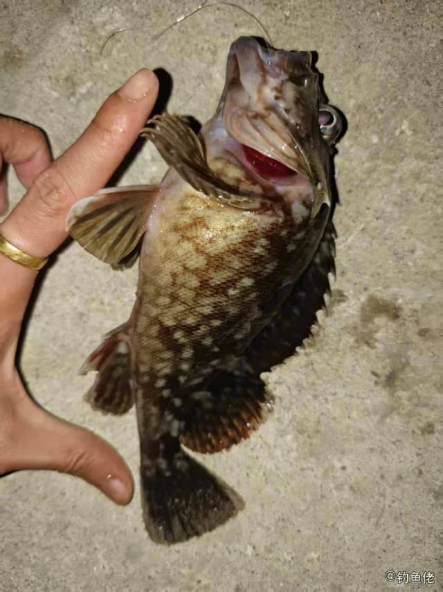 中国少鳞鳜钓获 温州市 1kg