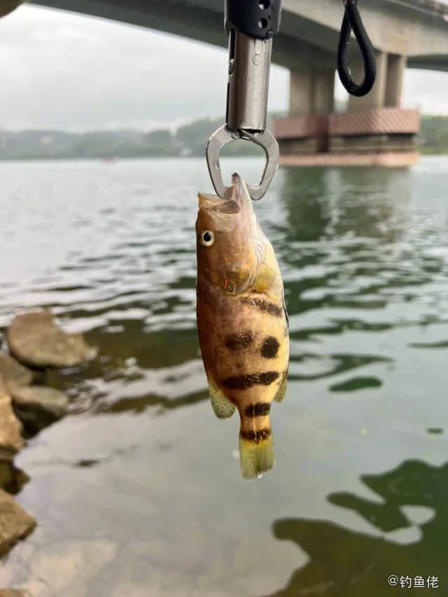 中国少鳞鳜钓获 南宁市 0.1kg