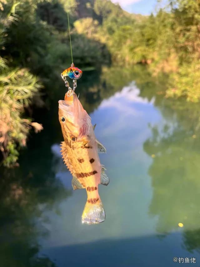 中国少鳞鳜钓获 来宾市 0.08kg
