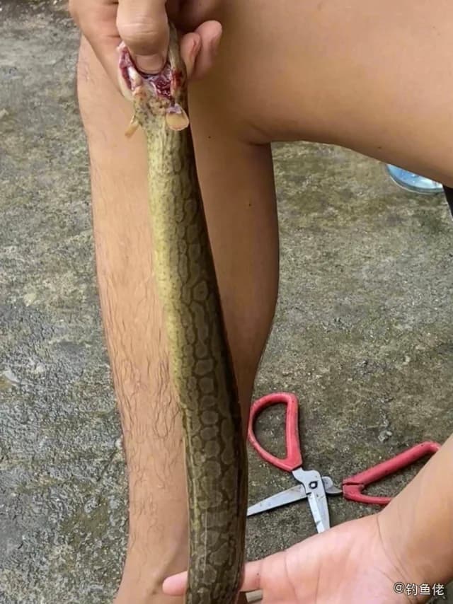中华刺鳅钓获 文山壮族苗族自治州 0.24kg
