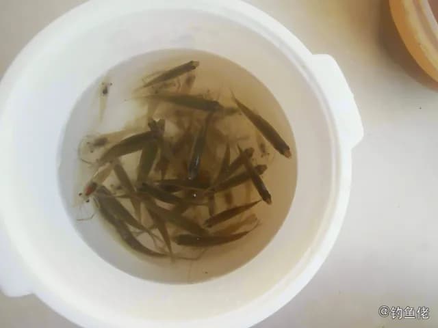 中华青鳉钓获 武汉市 0.01kg