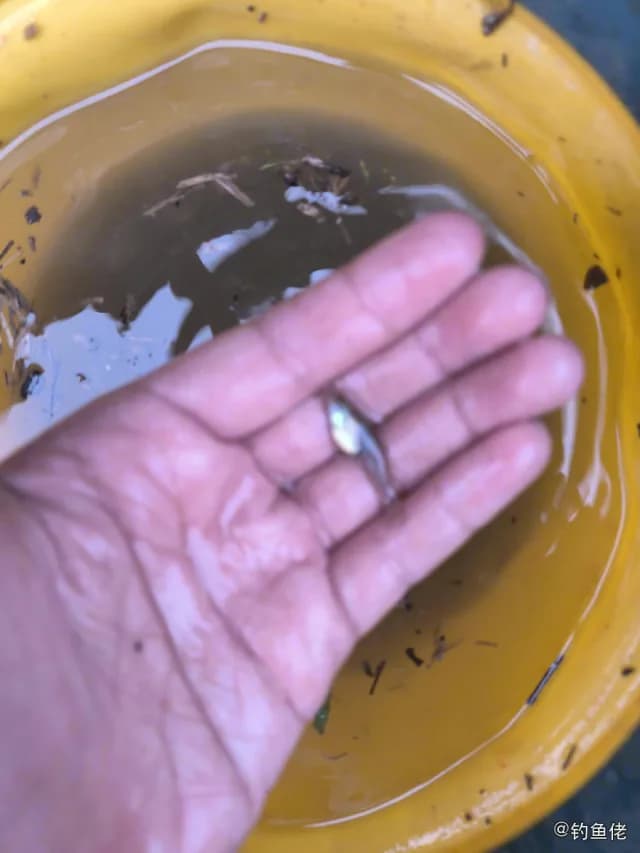 中华青鳉钓获 福州市 0.1kg