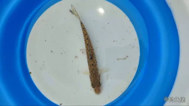 中华鳅钓获 石家庄市