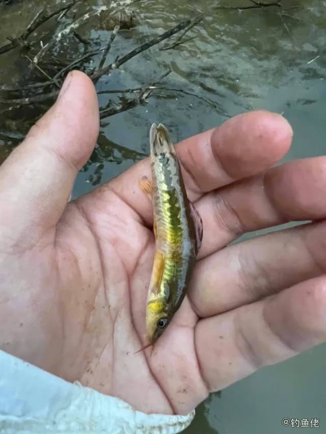 中华鳅钓获 清远市 0.02kg