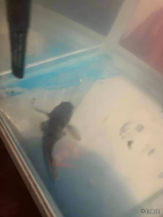 髭缟虾虎鱼钓获 杭州市 0.1kg
