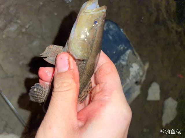 髭缟虾虎鱼钓获 福州市 1kg