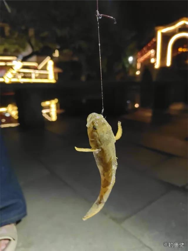 髭缟虾虎鱼钓获 武汉市 0.1kg