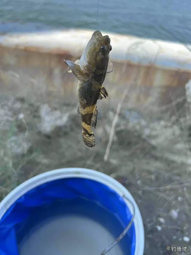 髭缟虾虎鱼钓获 天津市 0.8kg