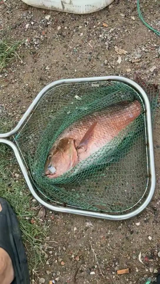 紫红笛鲷钓获 合肥市 3.4kg