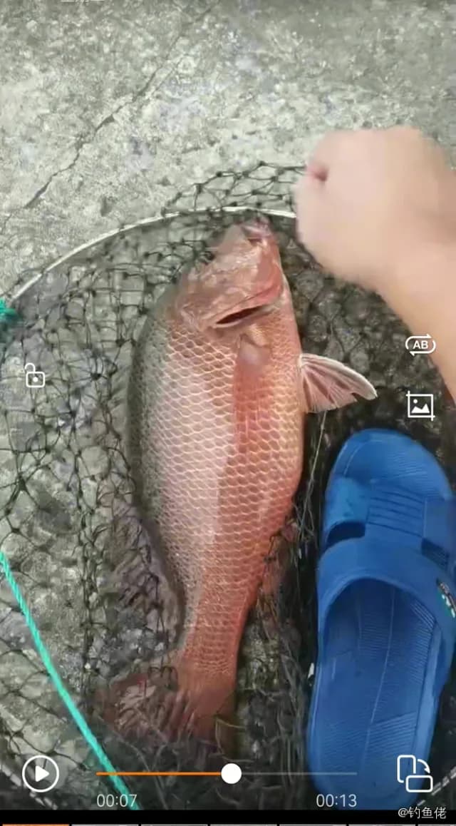 紫红笛鲷钓获 湛江市 1.8kg