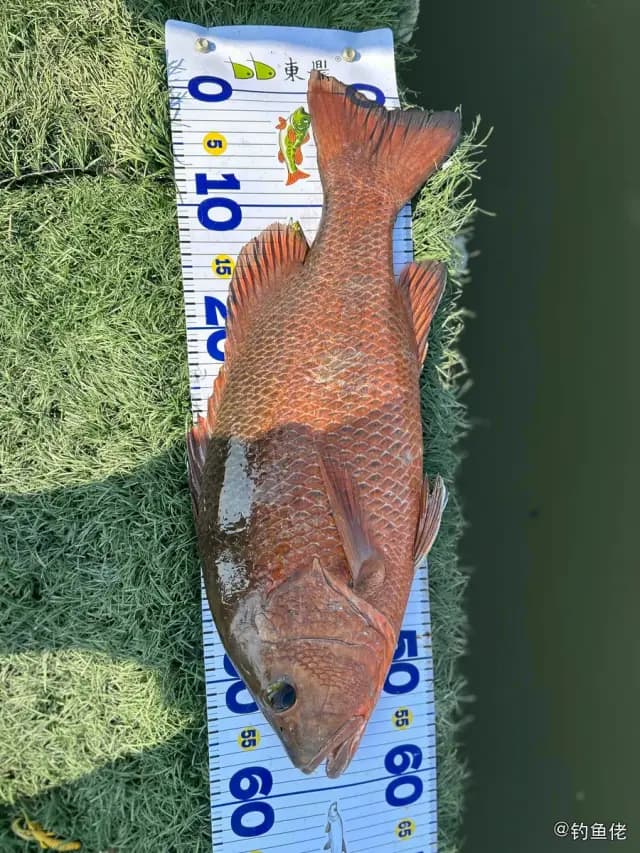 紫红笛鲷钓获 厦门市 6.6kg
