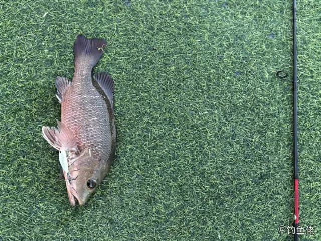 紫红笛鲷钓获 深圳市 1kg