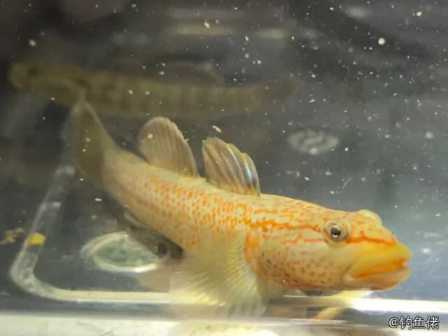 子陵吻虾虎鱼钓获 杭州市 0.01kg