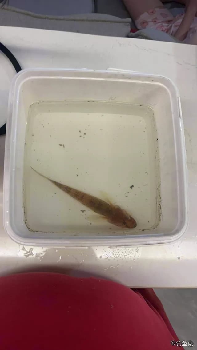子陵吻虾虎鱼钓获 中山市 0.03kg