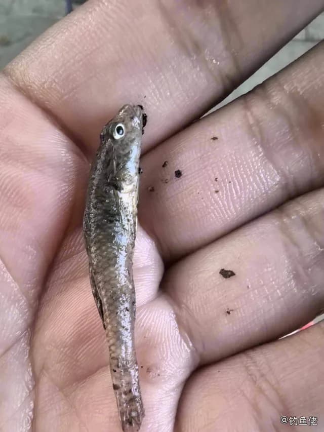 子陵吻虾虎鱼钓获 上海市 0.04kg