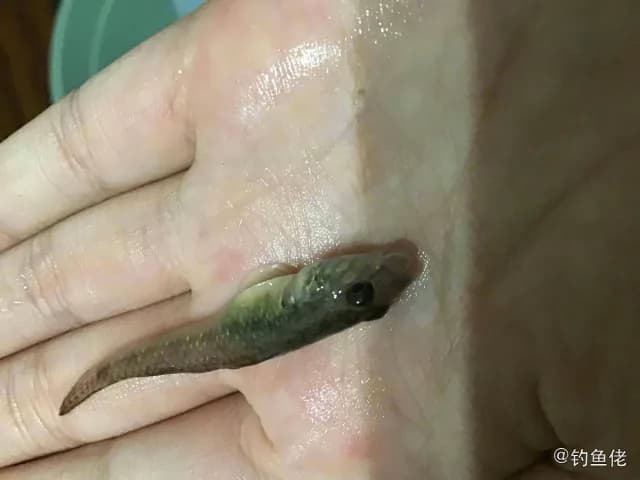 子陵吻虾虎鱼钓获 天津市 0.04kg