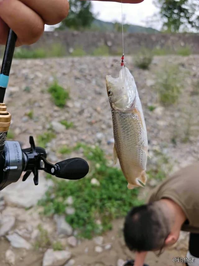 马口鱼钓获 0.01kg