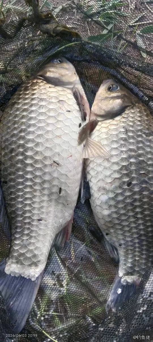 鲫鱼钓获 0.6kg