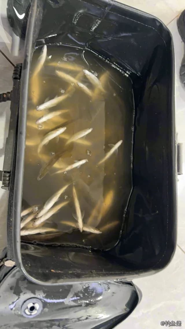 白条钓获 0.03kg