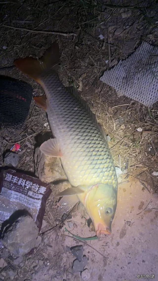 鲤鱼钓获 4kg