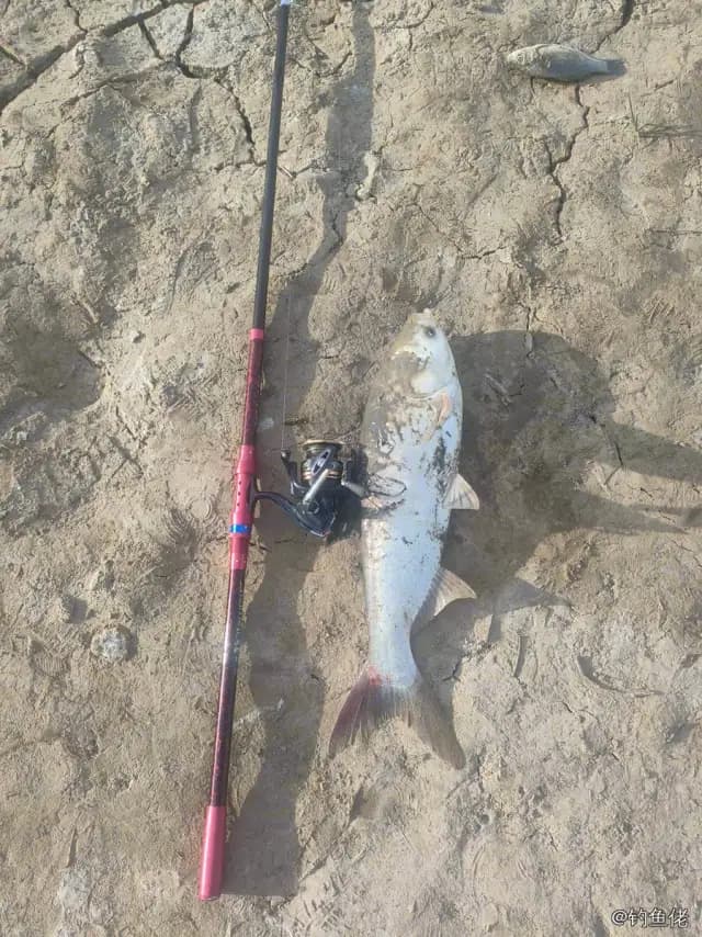 鲢鱼钓获 4kg