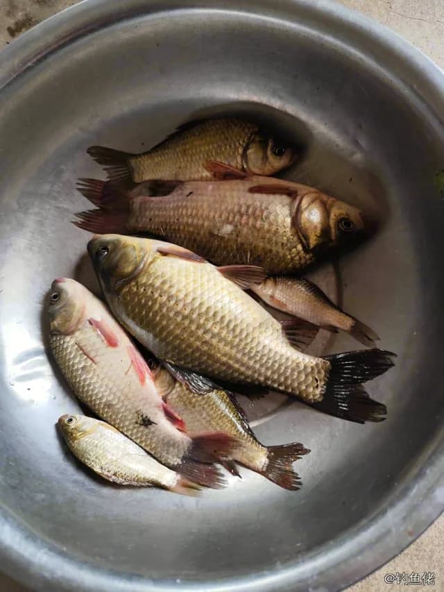 鲫鱼钓获 0.45kg