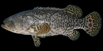 鞍带石斑鱼(Epinephelus lanceolatus)图片