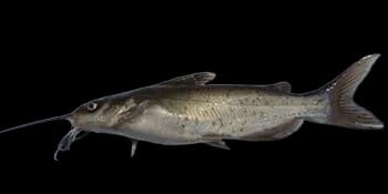 斑点叉尾鮰(Ictalurus punctatus)图片