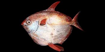 斑点月鱼(Lampris guttatus)图片