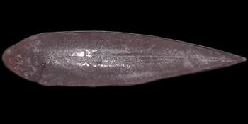 半滑舌鳎(Cynoglossus semilaevis)图片