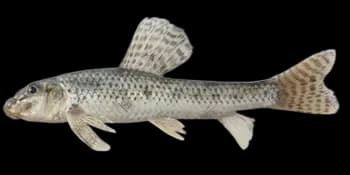 棒花鱼(Abbottina rivularis)图片