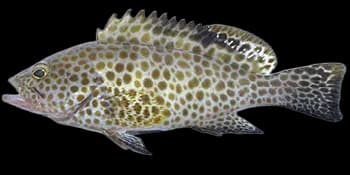 宝石石斑鱼(Epinephelus areolatus)图片
