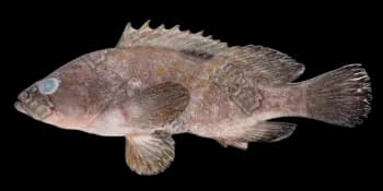 赤点石斑鱼(Epinephelus akaara)图片