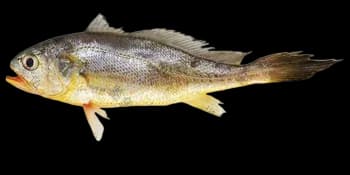 大黄鱼(Larimichthys crocea)图片