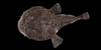 黑鮟鱇(Lophiomus setigerus)图片