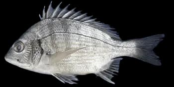 黑棘鲷(Acanthopagrus schlegelii)图片