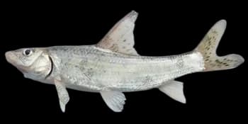 花䱻(Hemibarbus maculatus)图片