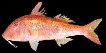 黄带副绯鲤(Parupeneus chrysopleuron)图片