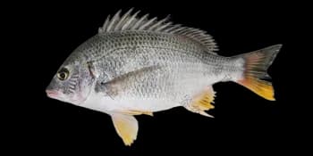 黄鳍棘鲷(Acanthopagrus latus)图片