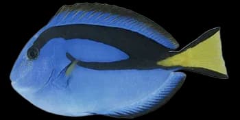 黄尾副刺尾鱼(Paracanthurus hepatus)图片