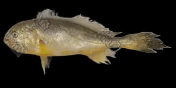 棘头梅童鱼(Collichthys lucidus)图片