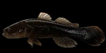 尖头塘鳢(Eleotris oxycephala)图片