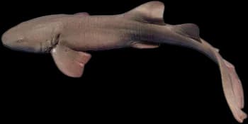 铰口鲨(Ginglymostoma cirratum)图片